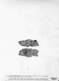 Chaenotheca stemonea image